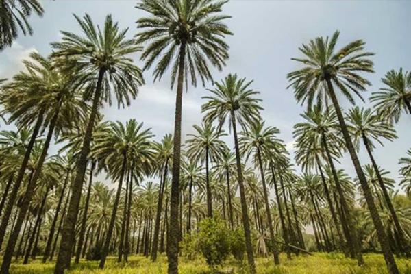 وفاة طفلة جراء انفجار مجهول المصدر داخل منزلها في مزارع خور الزبير