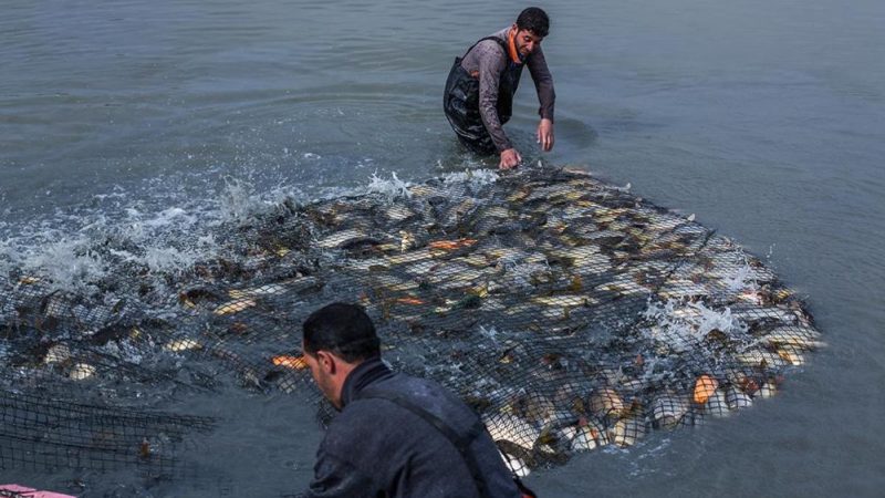 بهذا الموعد.. اطلاق حملة لمنع جميع أنواع الصيد بموسم تكاثر الأسماك بالنجف