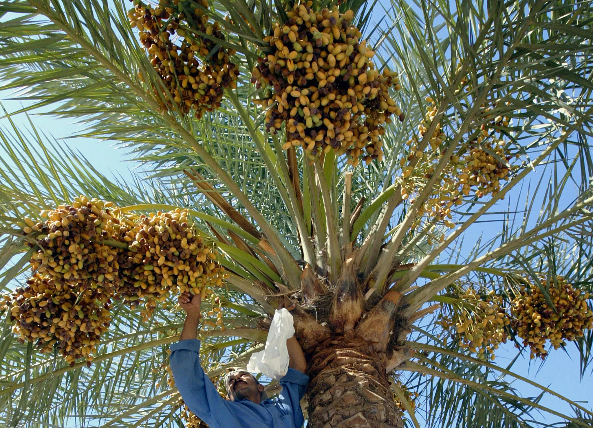 العراق يفتح منافذ تسويقية لتصدير تموره للأسواق العالمية