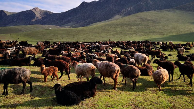 وزارة الزراعة تطالب بتطبيق قانون التفرغ الطبي البيطري وتوفير درجات وظيفية لدعم الثروة الحيوانية