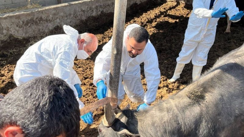 العراق يشكل لجانا لحصر أضرار الحمى القلاعية وتعويض المربين